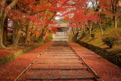 The red carpet of Kyoto at Bishamondo Temple. An autumn maple leaves in Japan on the ground surrounded by read each color on the root of the tree. Japan beautiful autumn leaf in Kyoto.