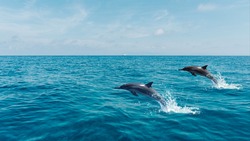 dolphin jumping in the sea