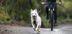 Bikejoring dog mushing race. Dog pulling bike with bicyclist, competition in forest, sled dog racing