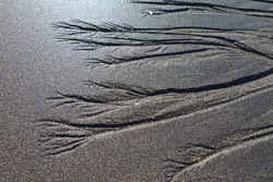 Sea weed patterns on the wet sand of Skarðsvík beach, Iceland