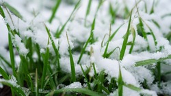 Snow on green grass, green grass in spring. Melting snow on a green lawn. Snowy lawn.