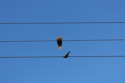 birds standing on electric wire