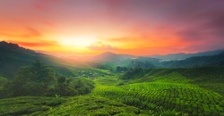 Sunrise of tea plantation in Cameron Highland, Malaysia. 