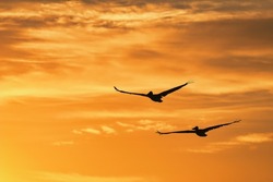 silhuettes of pelicans in the sky during sunrise