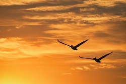 silhuettes of pelicans in the sky during sunrise