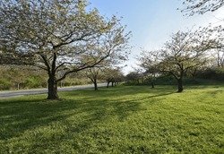 A row of Cherry Trees in Brookside Park in Cleveland, Ohio