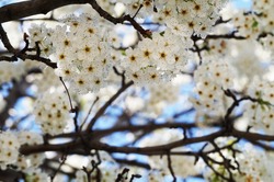 Beautiful white blooming flowers on the tree during the spring in California

