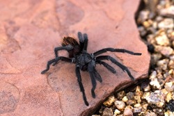 Phoenix, Arizona, Grand Canyon Black Aphonopelma spider walking on a pink flagstone.