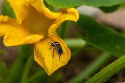 Prescot Arizona bordered plant bug on a yellow petal of a pumpkin flower