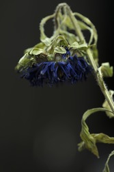 Wilted dying blue Chrysanthemum on a dark background