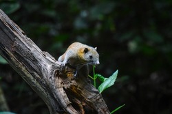 squirrel in the forest, Thailand