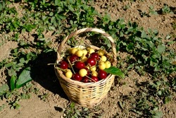 basket of red and yellow cherries on the ground. Differences, variations, diversity.