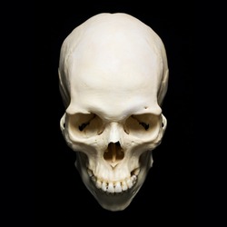 white real Skull with black background