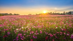 View of beautiful cosmos flower field in sunset time.
