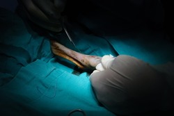 A surgeon and veterinarians performing an operation on a cat in a animal hospital