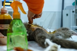 A surgeon and veterinarians performing an operation on a cat in a animal hospital