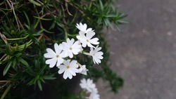 Close up of a White 'Phlox subulata' ​Flower against a bright nature background.