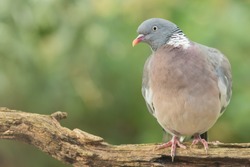Wood pigeon - Houtduif