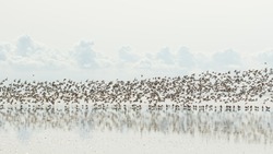 Waders Migrating birds