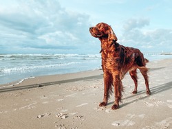 Portrait of a purebred irish red setter gundog hunting dog breed standing on the beach by the sea with its nose in the wind