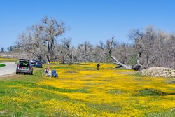 A group of people observing and enjoying California wildflowers.
