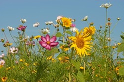 Meadow with many cosmos flowers and some sunflowers against blue sky. Green leaves of both kind of flowers. Bright colors. Contrasts. Focus on pink cosmos flower. Shallow depth of field. 