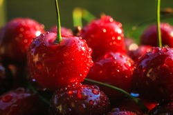 Ripe juicy cherries are harvested only from the branches of the cherry tree. Water drops on fruit, cherry orchard after rain. Sun rays, warm lighting. Close-up. Sweet cherry background.
