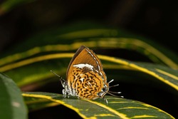 Rathinda is a butterfly genus in the family Lycaenidae. It consists of a single species, Rathinda amor, the monkey puzzle, found in Sri Lanka and India.