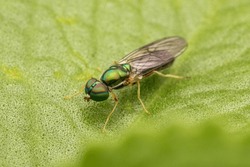 A beautiful golden Sargus fly belonging to genus of soldier flies in the family Stratiomyidae, resting on a leaf.
