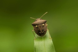 The false eyespots on the back of  shield bug Eysarcoris montivagus  to confuse or distract the predator. 