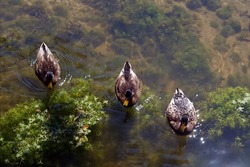 Three cute ducks are swimming together in a pond. Sunny spring day and a marshy pond with aquatic plants and ducks.     