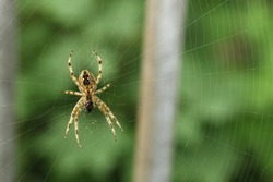 Big yellow spider attached to the web. Close-up of an arachnid with striped legs and spots on its back. Wonders of nature and animal photography. Climate emergency and respect for the environment.