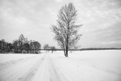 Beautiful black and white winter landscape. A sprawling tree, a rural road, a forest and a field. A lot of snow. Picturesque nature. Monochrome image.