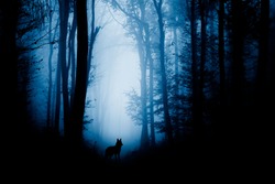 wolf silhouette in dark fantasy forest