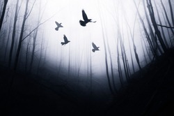 birds flying in magical forest, fantasy landscape