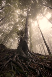 old tree roots in a forest with sun shining through fog