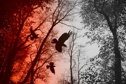 crows flying in forest between tree branches, dark scary horror scene