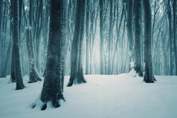 snow in cold winter forest, frozen woods landscape