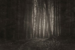 vintage style sepia photo of a dark forest