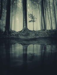 forest reflection in dark lake in the woods