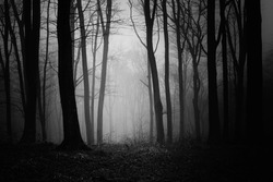 dark forest at night, scary woods