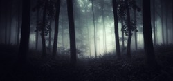 dark mysterious woods at night, forest panorama