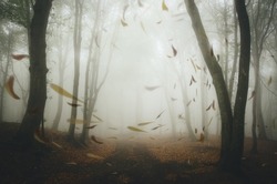 leafs blown by wind in misty forest