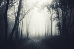 dark forest fog