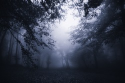 dark forest twilight