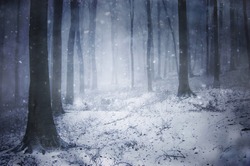 winter storm in a forest in winter