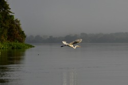 A great egret (Ardea alba) flying above the Guaporé-Itenez river, near the remote village of Remanso, Beni Department, Bolivia, on the border with Rondonia state, Brazil
