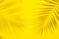 Abstract background of shadows palm leaves on yellow background