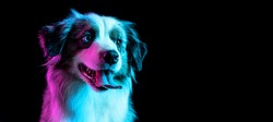 Portrait of Australian Shepherd dog isolated over gradient background in neon.