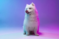 White, funny and fluffy. Portrait of beautiful Samoyed dog posing isolated on blue background in pink neon light.. Concept of movement, pets love, animal life, beauty, show, collection.